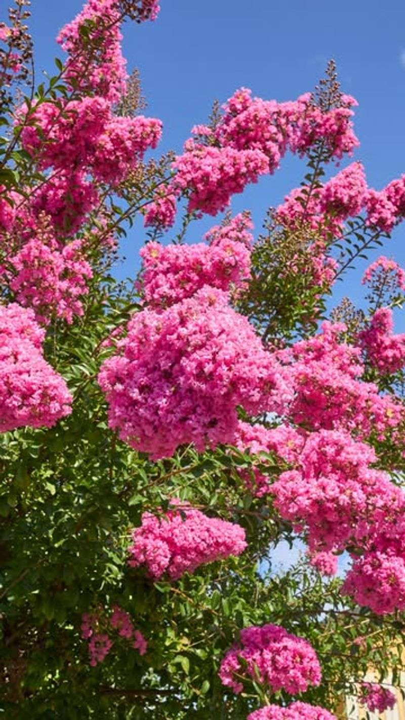 Spring Conditions Influence Shoot Strength And Flowering