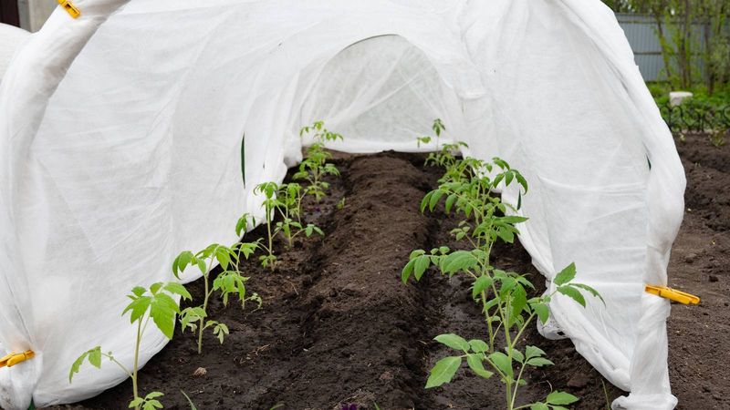 Tender Plants Still Need Protection Into Late Spring