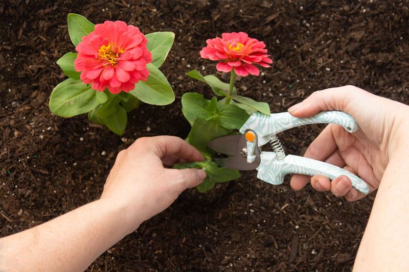 Late May To Early June Is The Most Reliable Planting Window