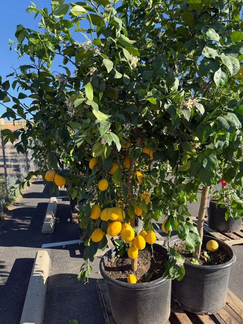 Watering Needs Increase As Heat Starts Building