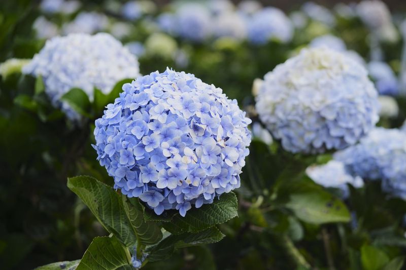 North Carolina Clay Soil Often Needs Adjustment For Blue Blooms