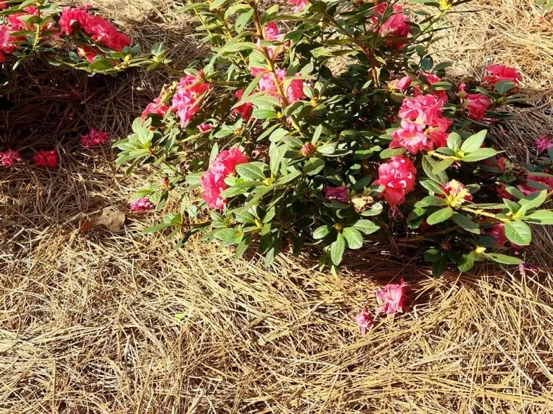 Drought Stress During Summer Bud Formation