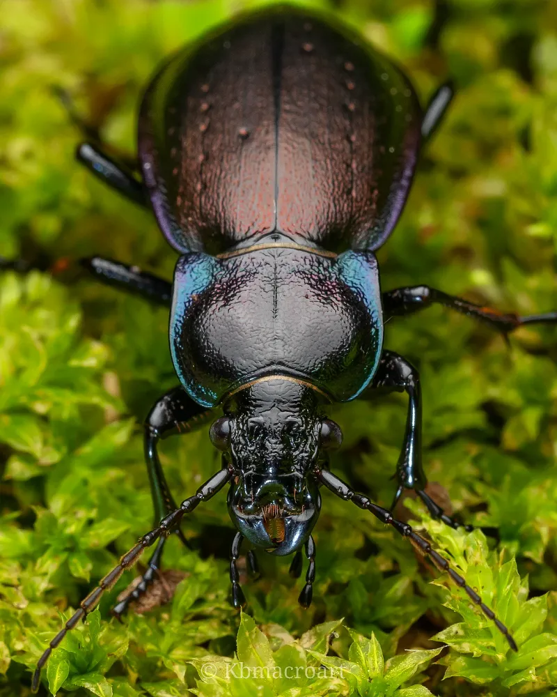 Ground Beetles