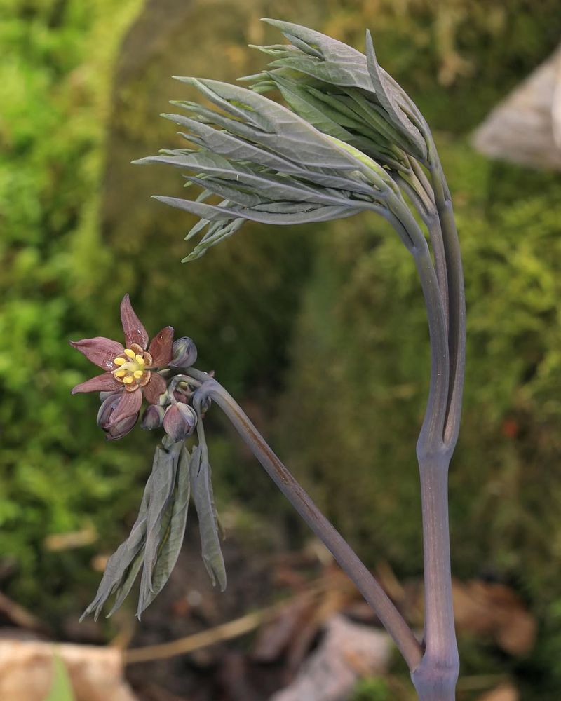Blue Cohosh (Caulophyllum Thalictroides)