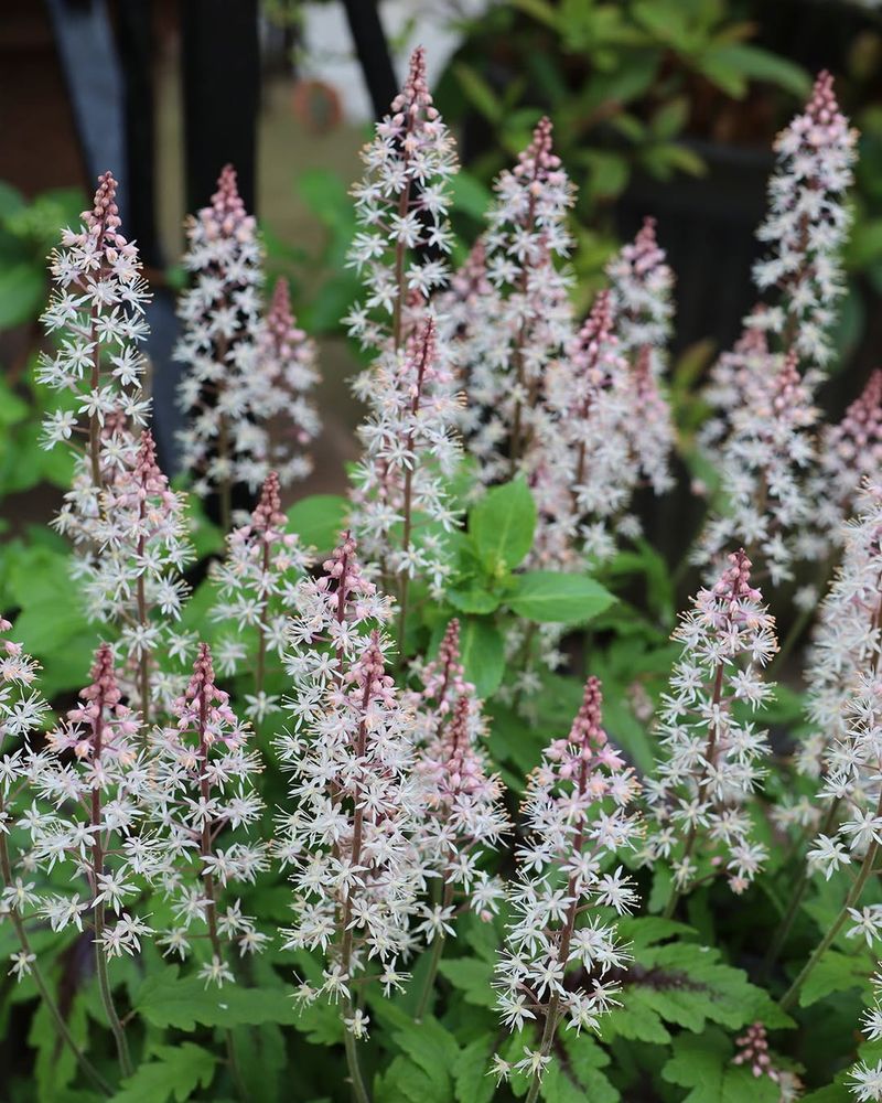 Foamflower Spreads Steadily And Handles Michigan Shade With Ease