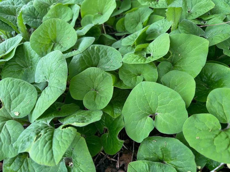 Some Leaf Colors Do Not Match The Wild Type