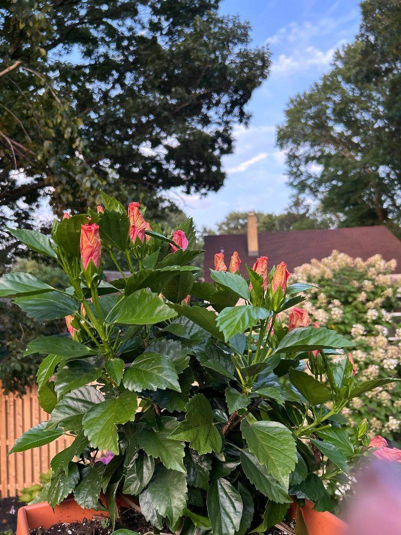 The Wrong Care Pattern Can Trigger The Same Problem Again