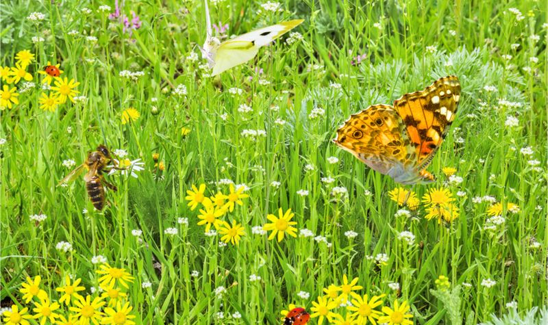 Bee Lawns Can Offer More Than Unmowed Grass