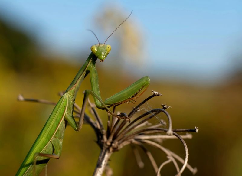 A Praying Mantis Can Symbolize Patience And Careful Timing