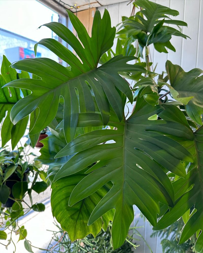 Big Leaves Often Mean Big Thirst