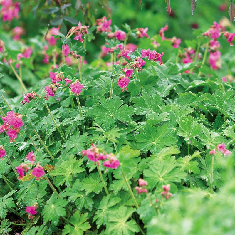Bigroot Geranium Can Outgrow Its Spot