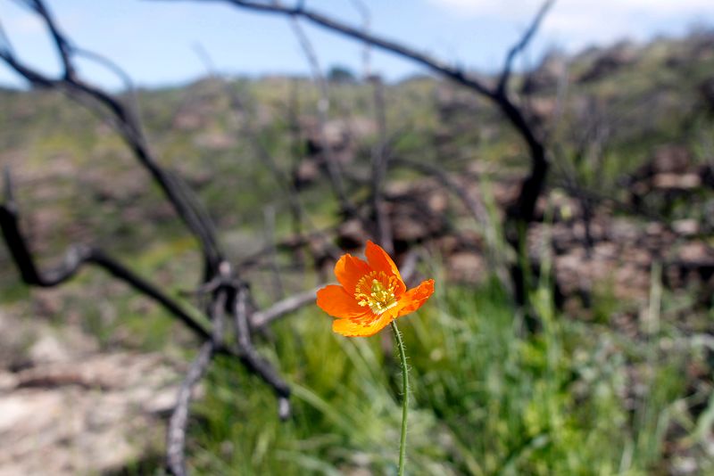 Fire Can Trigger Hidden Blooms