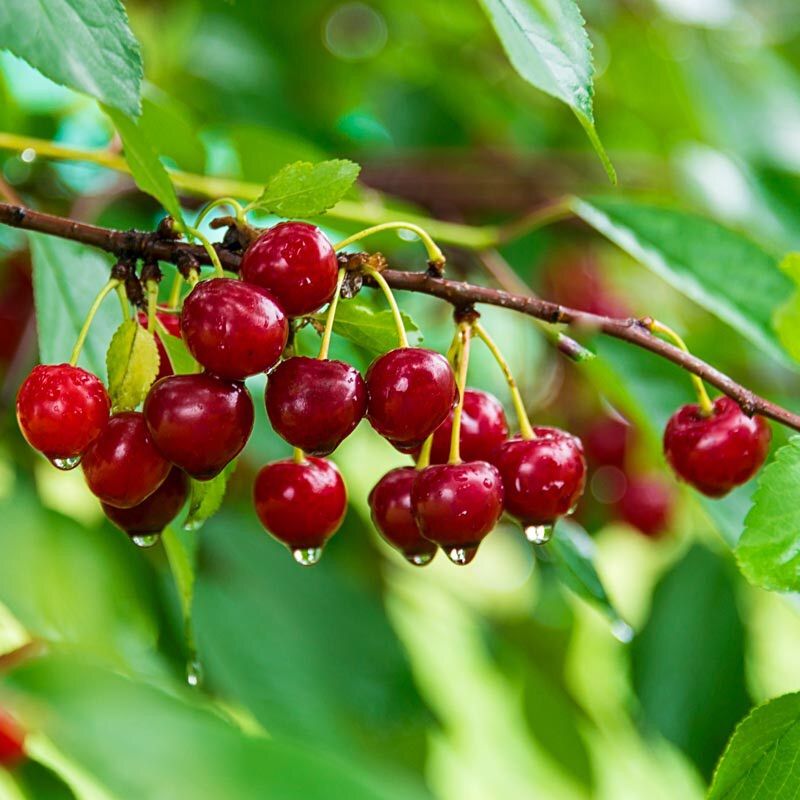 Sour Cherries Handle Tougher Conditions Better