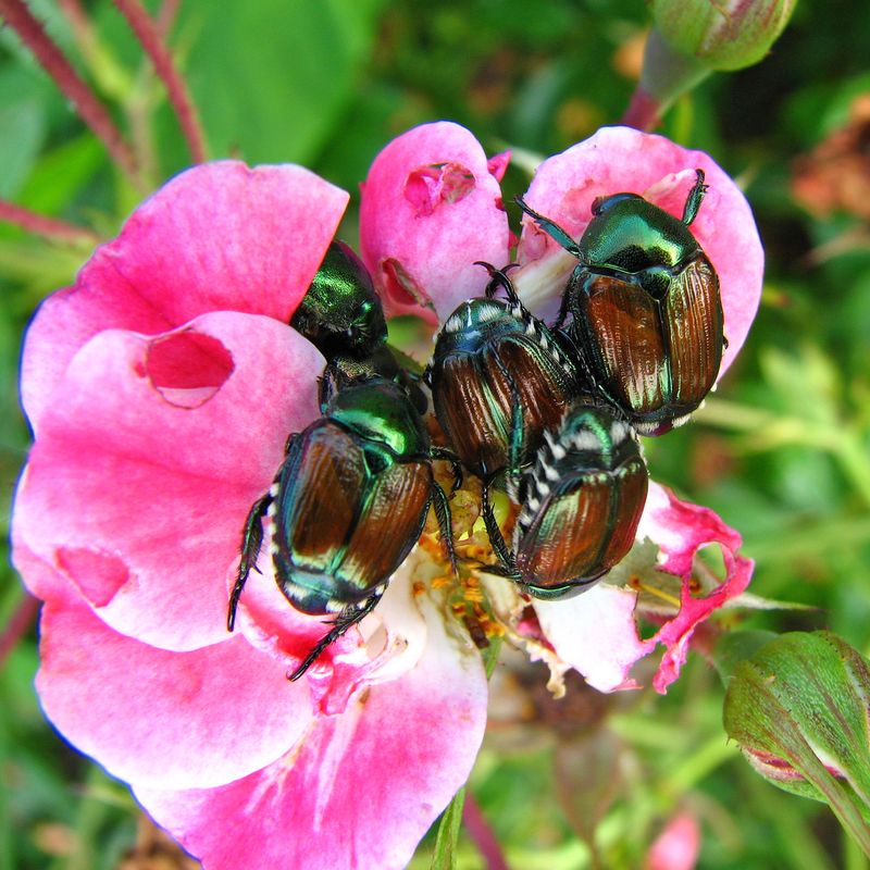 Adult Beetles Feed Where Food Is Plentiful
