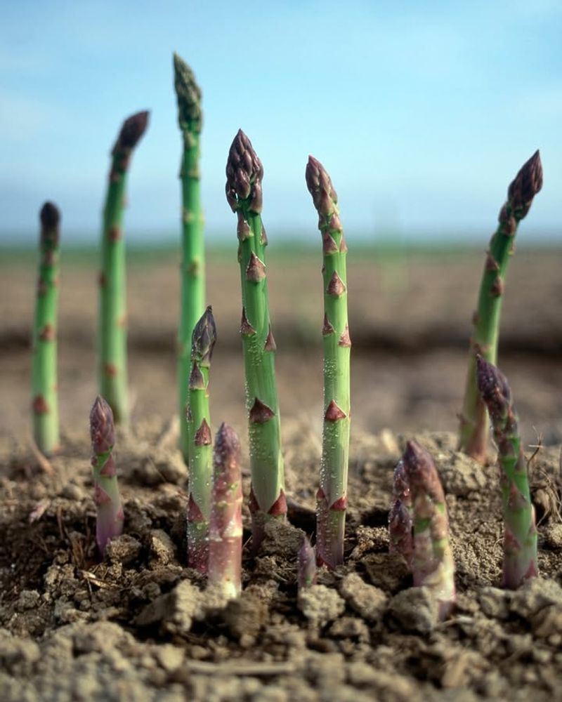 Asparagus Returns Each Spring With Strong New Spears