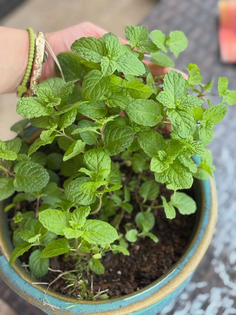 Mint Spreads And Comes Back Strong Each Year