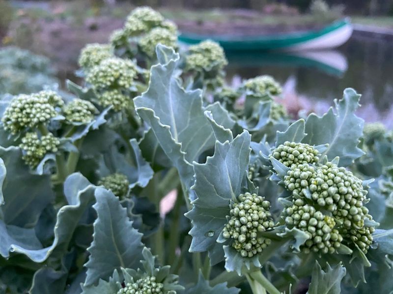 Sea Kale 