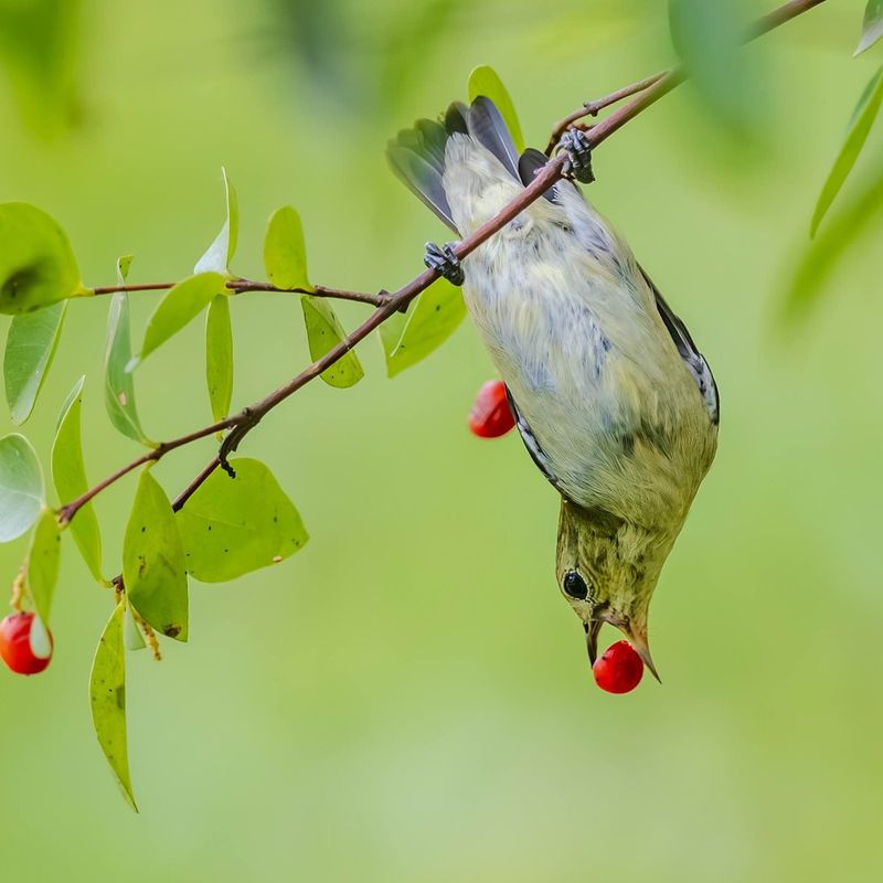 Birds Can Strip Fruit Without Protection