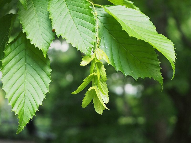 American Hornbeam Grows In Shade But Is Not Widely Stocked