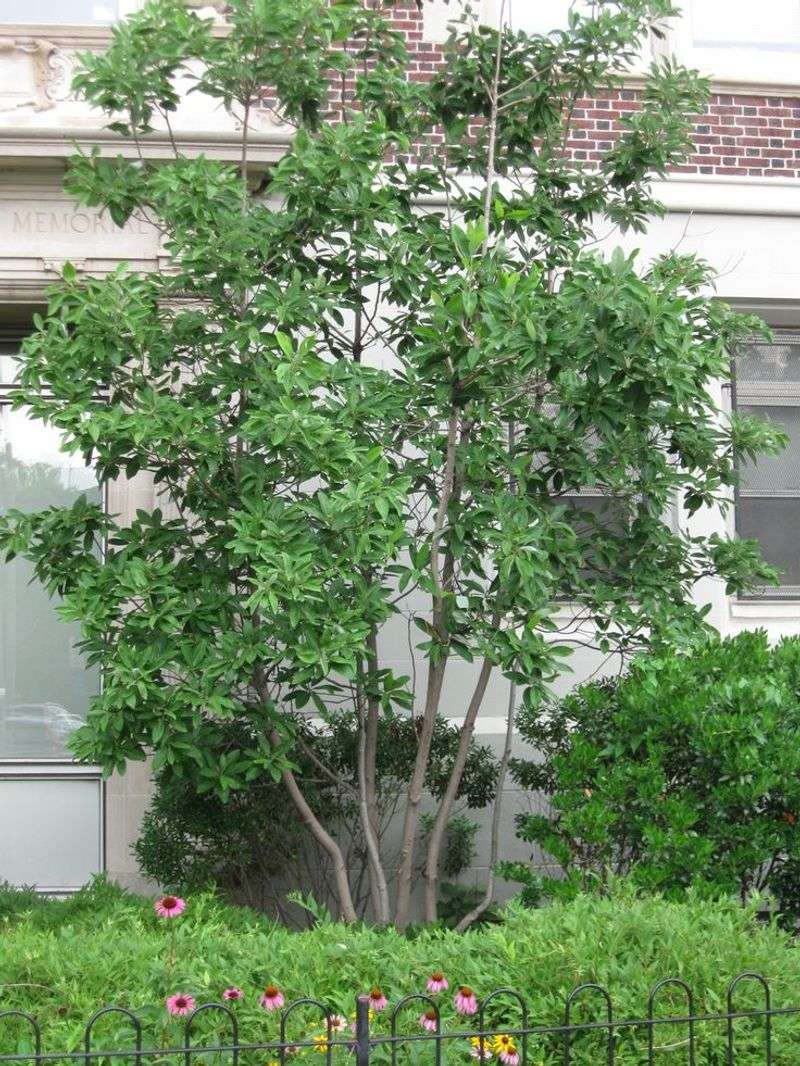 Sweetbay Magnolia (Magnolia virginiana)