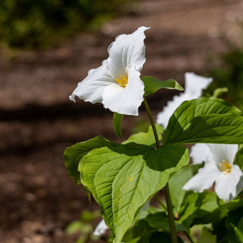 Southern Lower Michigan