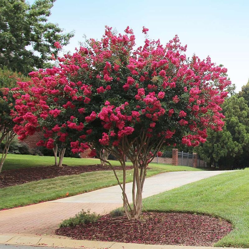 Crape Myrtle Brings Summer Color With Easy Care