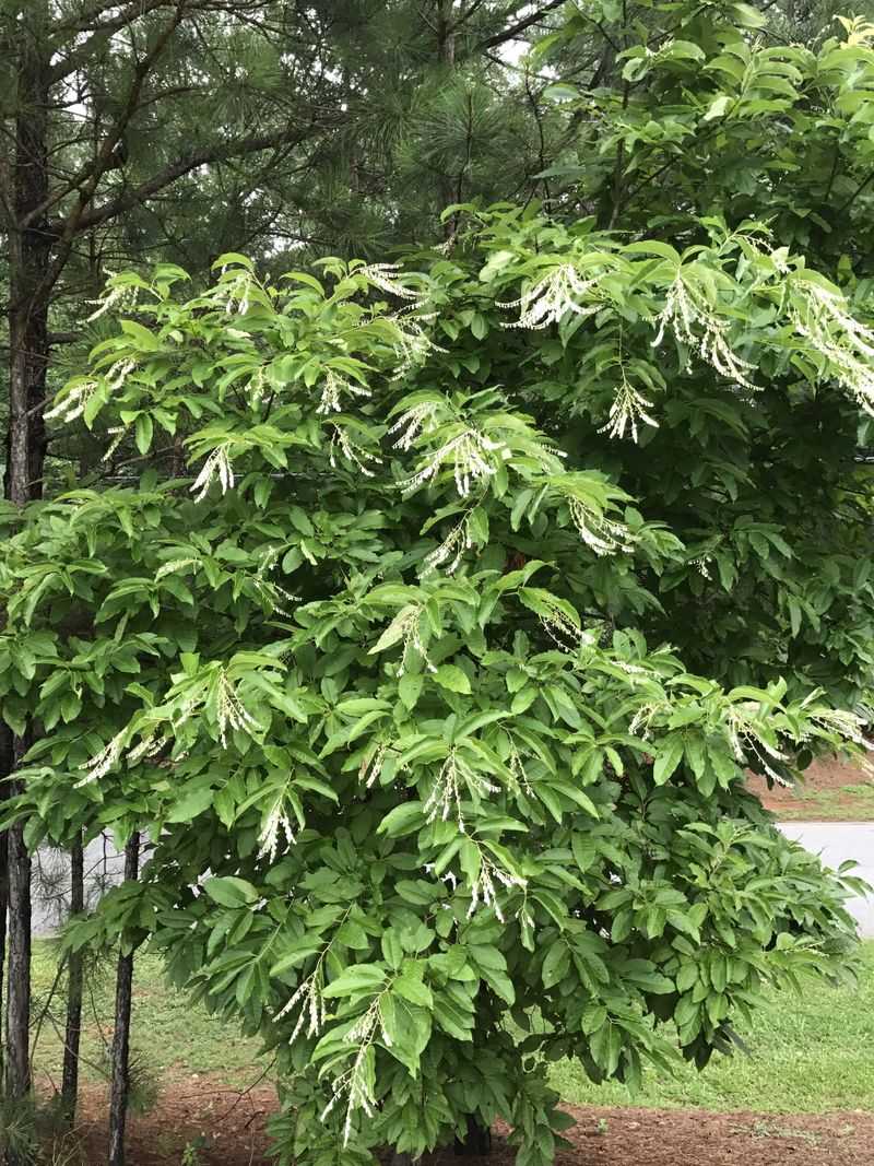 Sourwood (Oxydendrum arboreum)