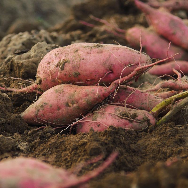 Sweet Potatoes