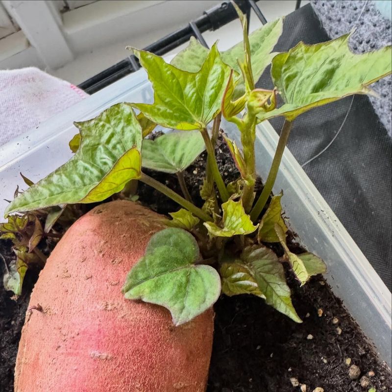 Sweet Potatoes (Slips)