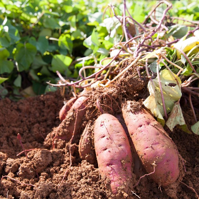 Sweet Potatoes That Spread Fast And Produce Big Harvests