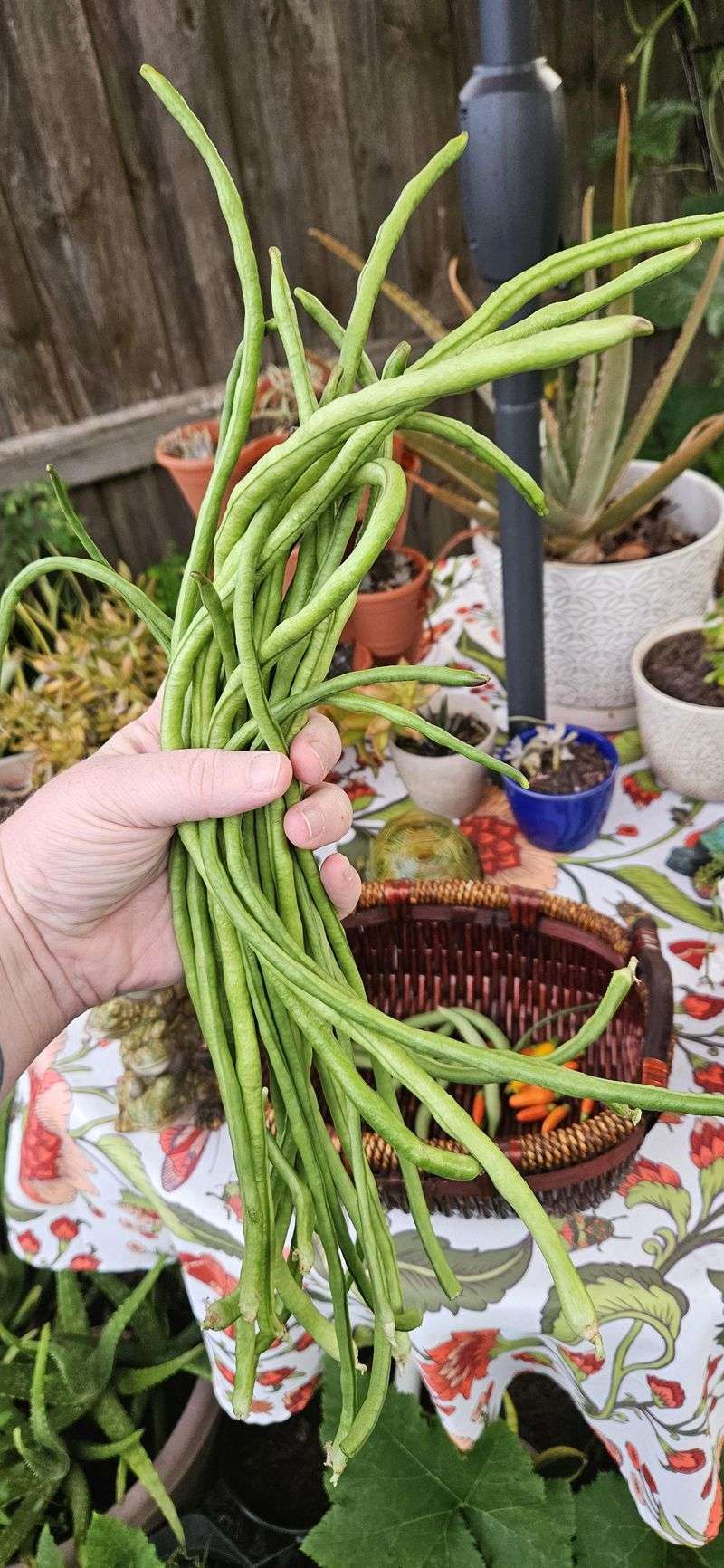 Yardlong Beans Handle Heat Better Than Common Beans