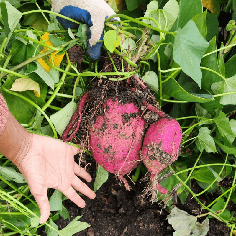 Sweet Potatoes Grow Strong In Warm Soil Conditions