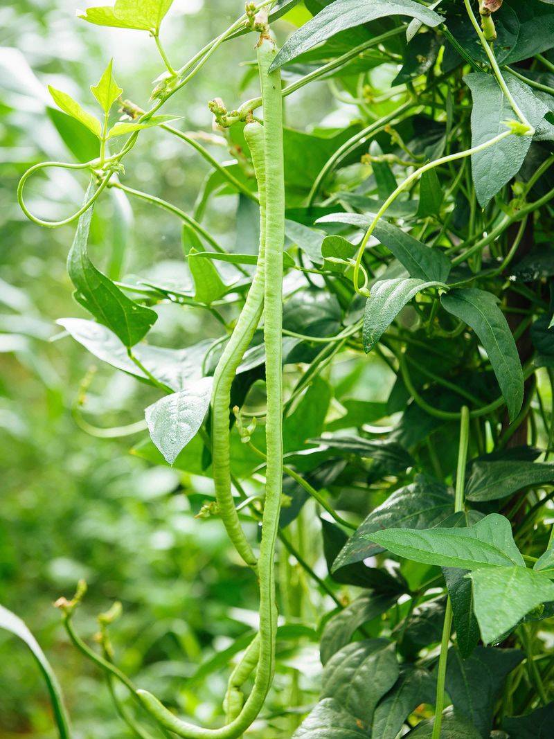 Yardlong Beans Produce Through The Hottest Months