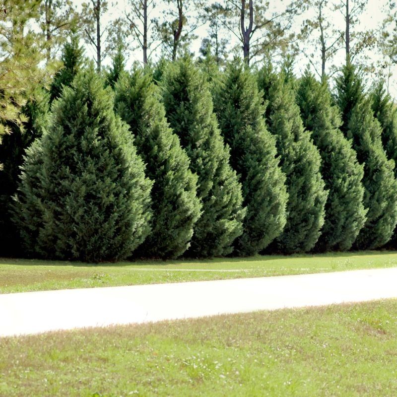 Leyland Cypress Builds Thick Screens In A Short Time