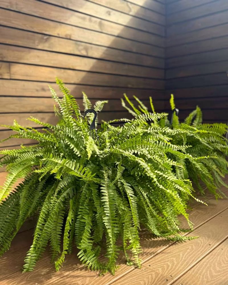 Tassel Fern Maintains Dense Growth When Divided In Spring