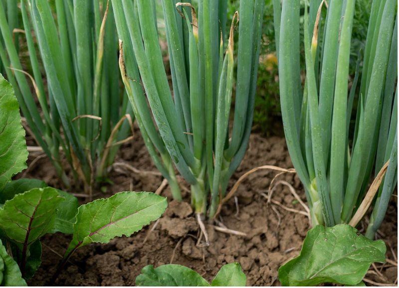 Plant Green Onions Where Roots Stay Shallow
