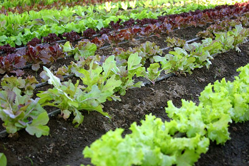 Keep Cool-Season Crops Going Where They Still Look Good