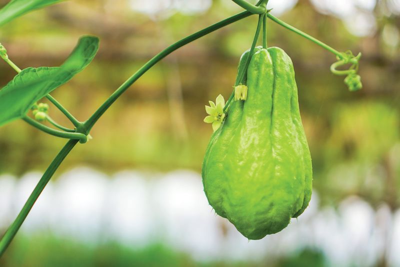 Start Chayote Where Florida Heat Works In Your Favor