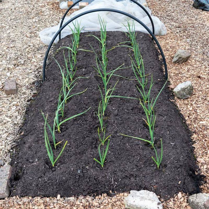Keep Moisture Consistent Without Waterlogging The Soil