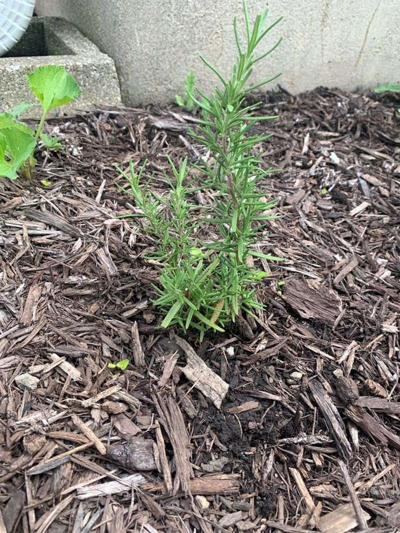 Water Deeply Until Established