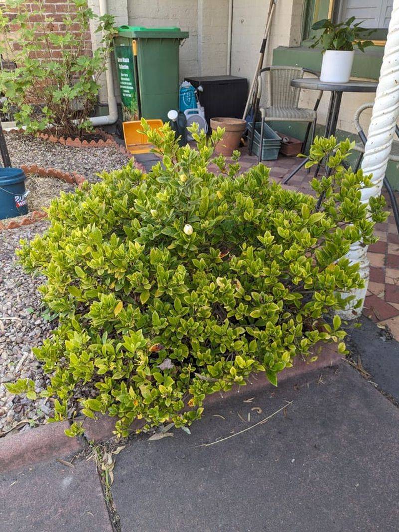 Trim Right After Flowering To Support Healthy Growth