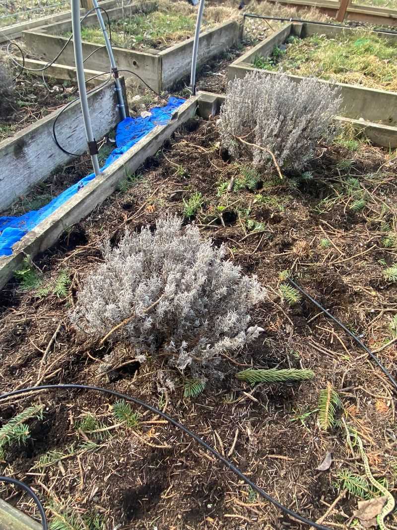 Remove Any Winter Damage To Encourage New Growth