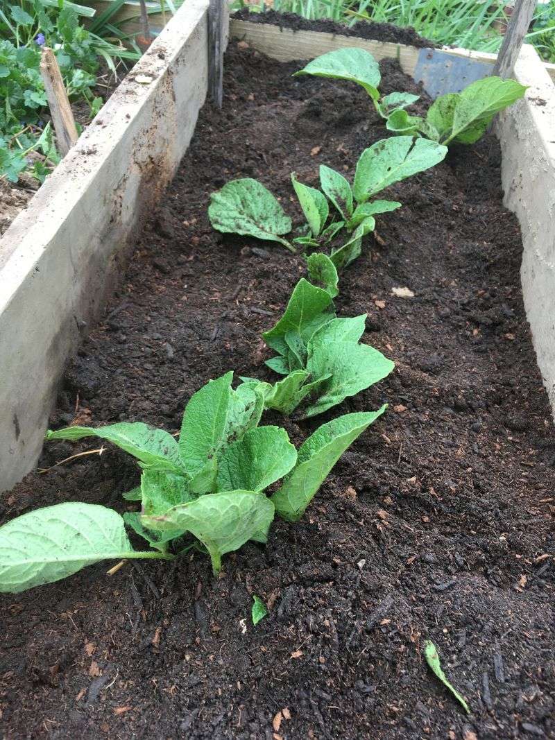 Hill Soil As Plants Grow