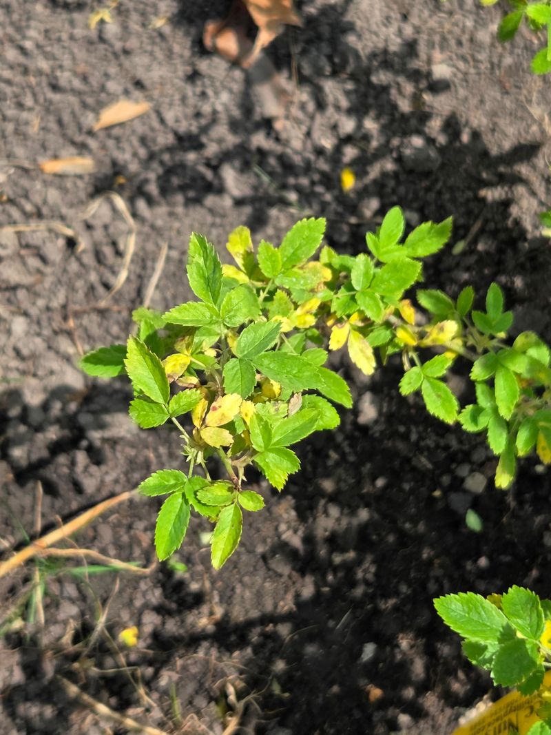 Water Deeply After Planting