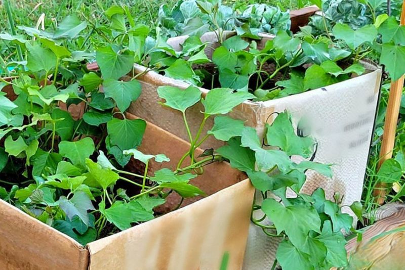 Water Consistently Early, Then Pull Back