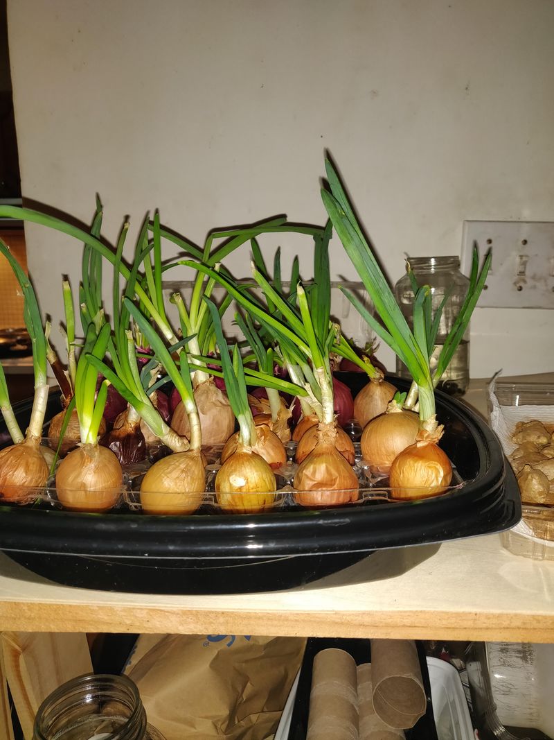 Knowing When To Harvest For The Best Flavor