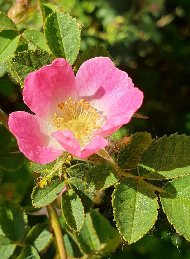 Sweetbriar Rose