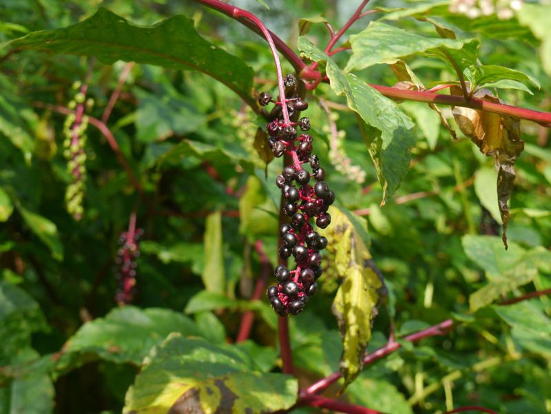 Pokeweed 