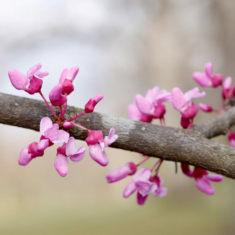 Eastern Redbud Lights Up The Yard In Spring