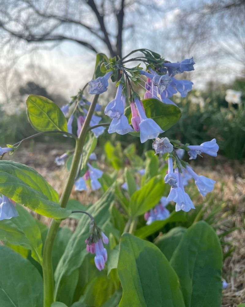Virginia Bluebells Tend To Be Left Alone